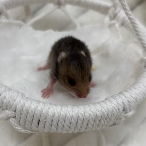 ゴールデンハムスター