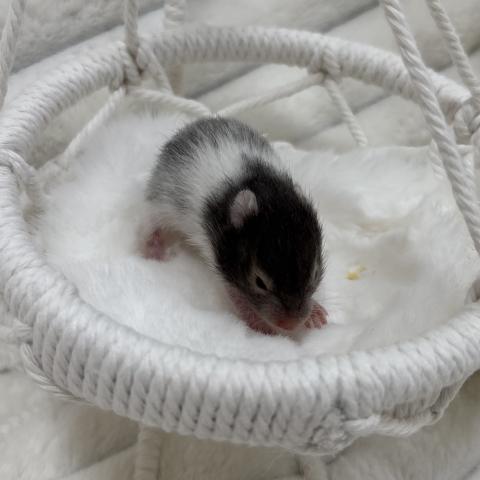 ゴールデンハムスター