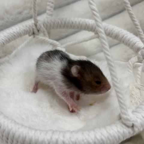 ゴールデンハムスター