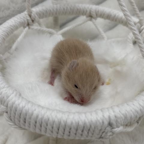 ゴールデンハムスター