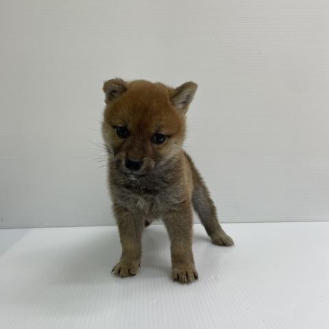 柴犬