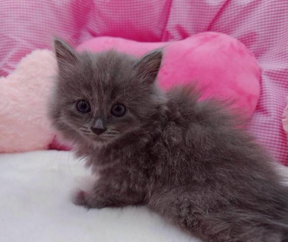 サイベリアン両親遺伝子検査クリア◎ハヌルちゃん