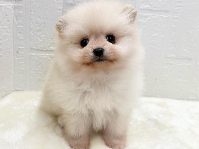 ポメラニアン