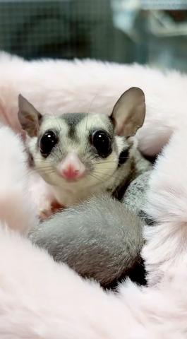 ノーマルヘテロリューシ