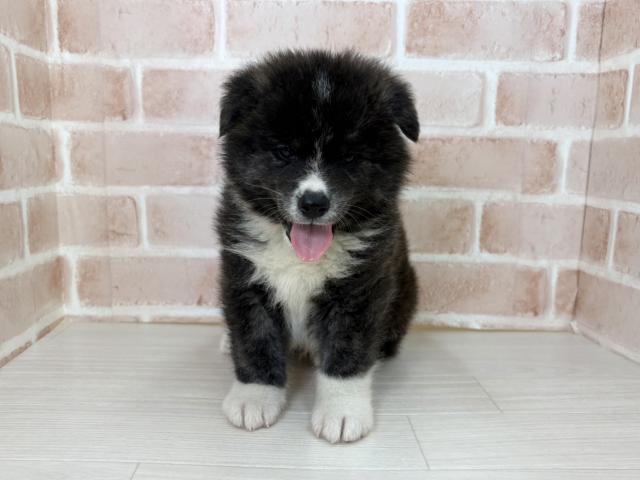 秋田犬