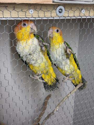 シロハラインコ