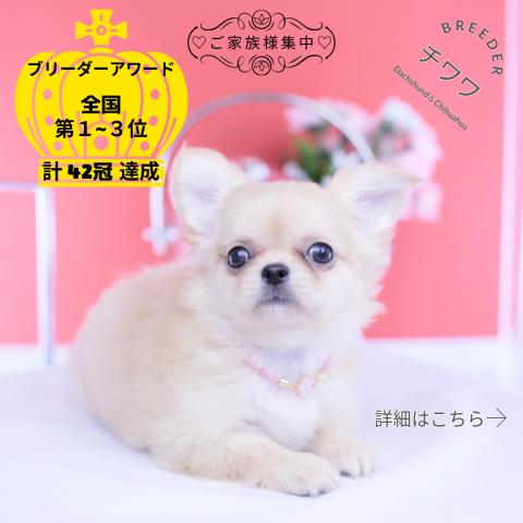 チワワ ロング