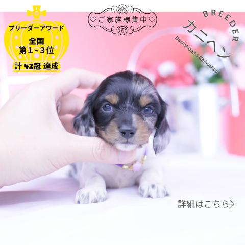 カニヘンダックスフンド ロング