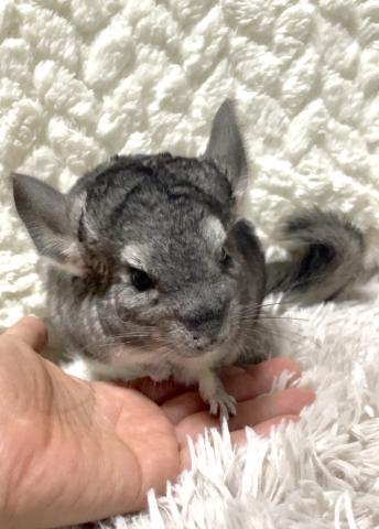 チンチラ