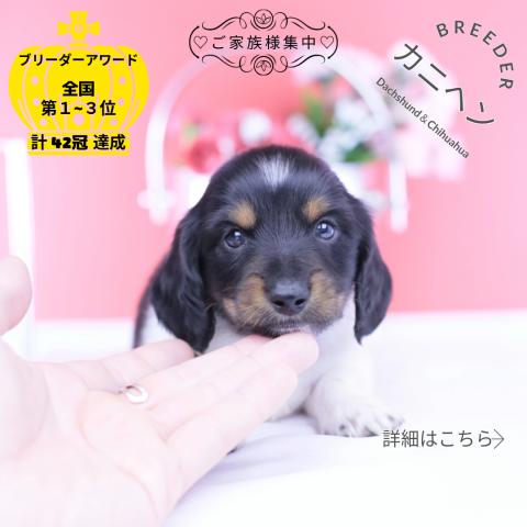 カニヘンダックスフンド ロング