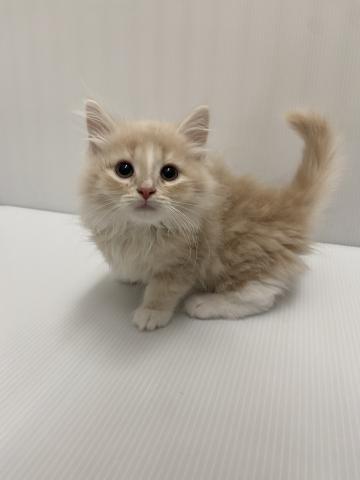 ノルウェージャンフォレストキャット