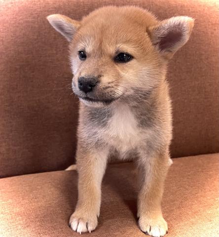 柴犬【ワンプライス特価】人気の柴犬🌸おトイレを覚えた賢い子🌸お問い合わせ2件入ってます🌸