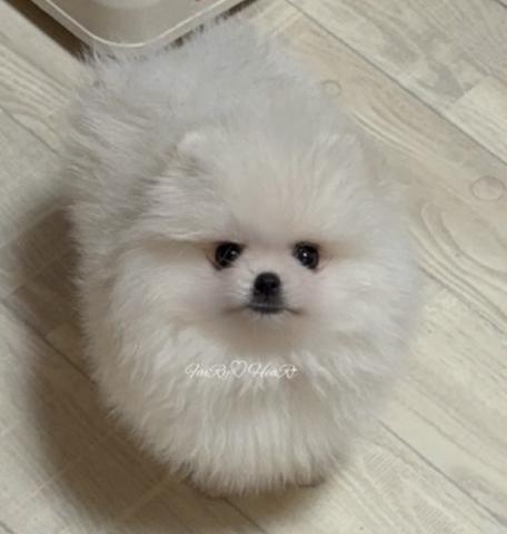 ポメラニアン