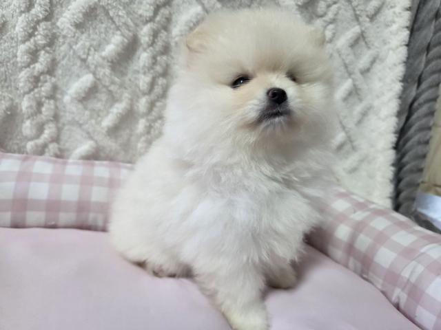 ポメラニアン