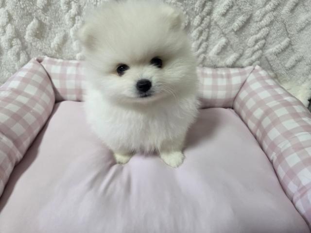 ポメラニアン