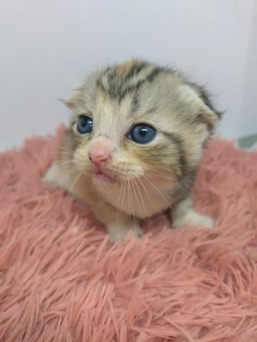 スコティッシュフォールド*この度スコティッシュのブリードを辞める為、破格です♡