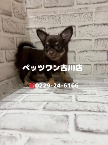 チワワ(ロングコート)