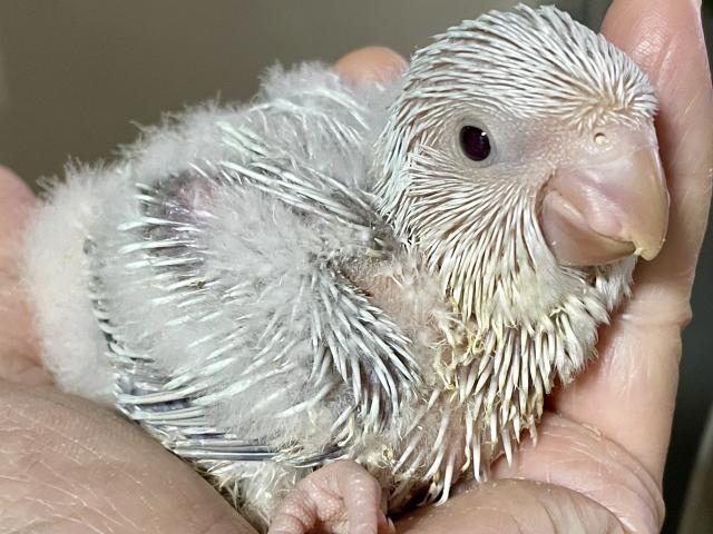 オキナインコ