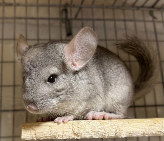 チンチラ ベージュ(シナモン