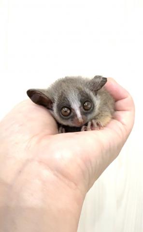 ショウガラゴ(モホリ)