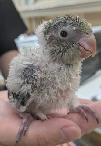 オキナインコ