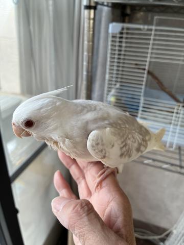 オカメインコ