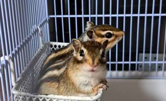 シマリス