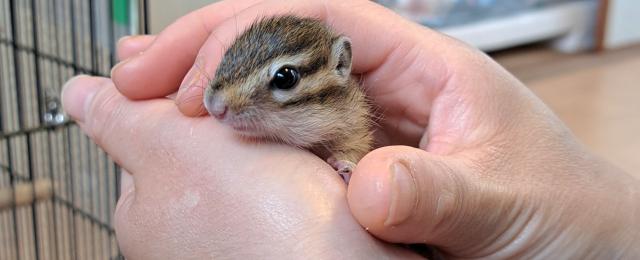 シマリス