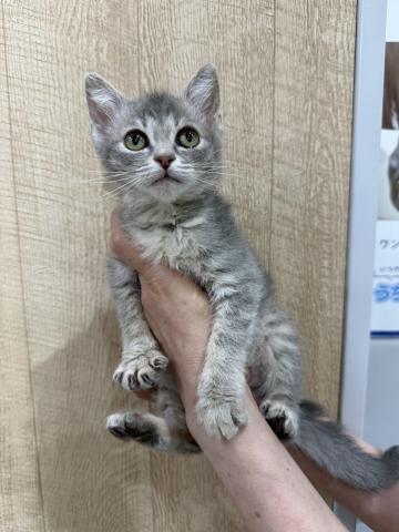 ラパーマ