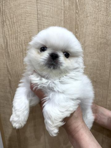 ペキニーズ