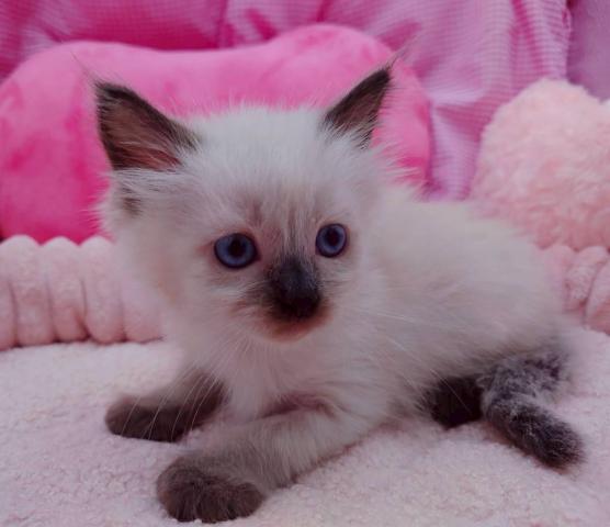 サイベリアン両親遺伝子検査クリア◎サブレくん