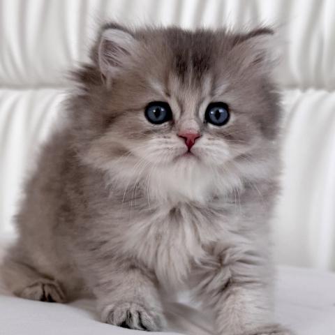 ブリティッシュロングヘア