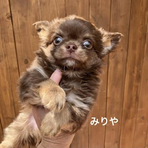 チワワ(ロングコート)
