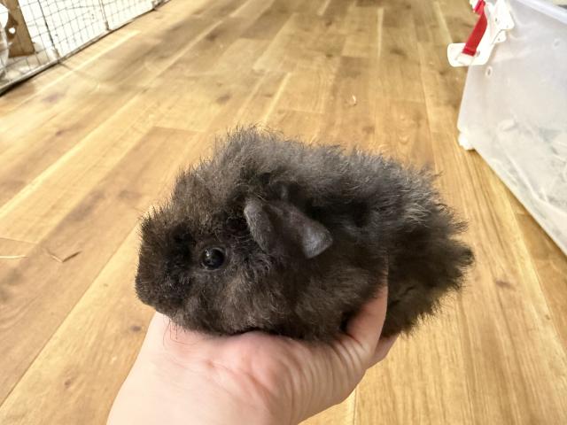 モルモット 