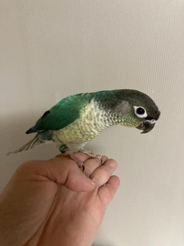 ウロコインコ