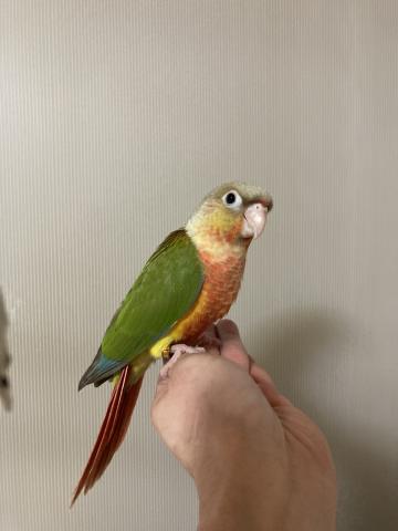 ウロコインコ