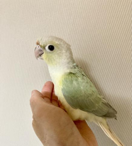 ウロコインコ