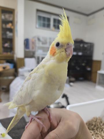 オカメインコ
