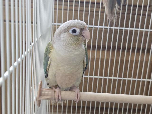 ウロコインコ
