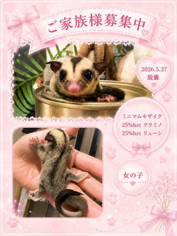 フクロモモンガ 