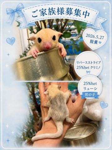 フクロモモンガ 