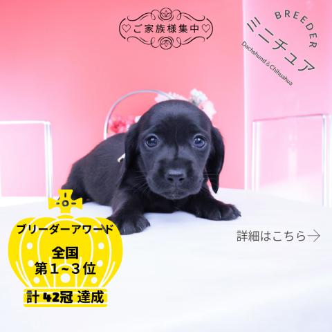 ミニチュアダックスフンド スムース