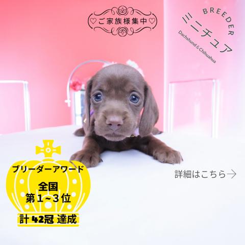 ミニチュアダックスフンド スムース