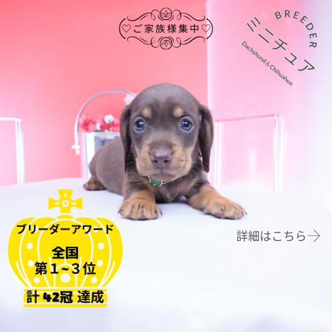 ミニチュアダックスフンド スムース