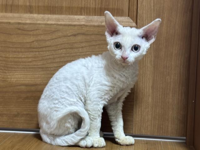 デボンレックス