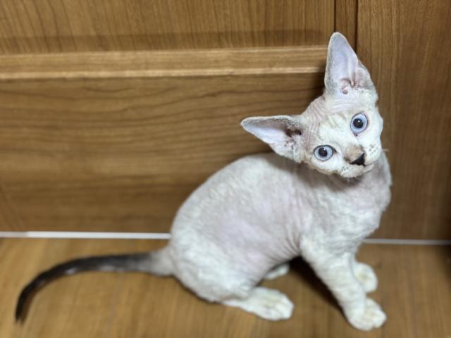 デボンレックス