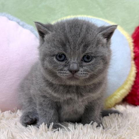 ブリティッシュショートヘア