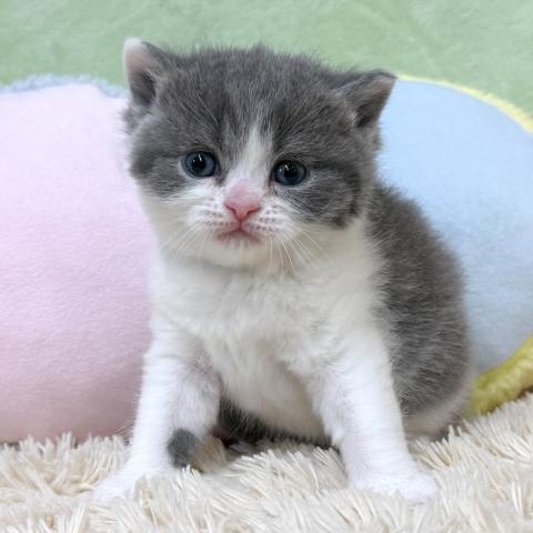 ブリティッシュショートヘア