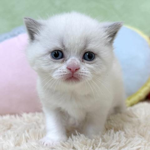 ブリティッシュショートヘア