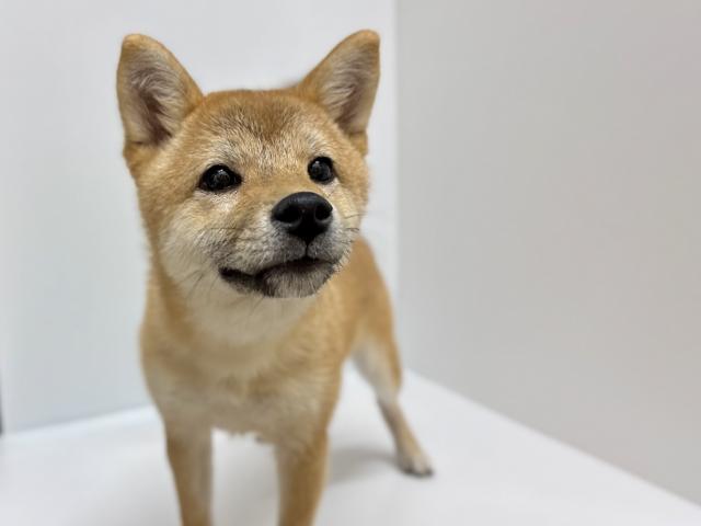 柴犬